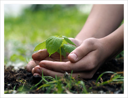 A pair of hands holding a plant.